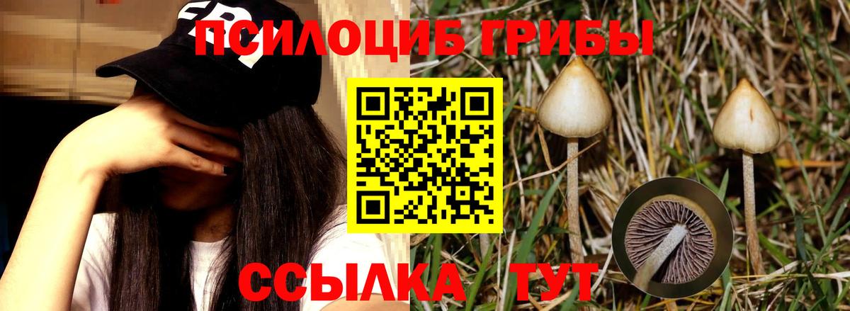 Псилоцибиновые грибы Cubensis  Вход с VPN  Галлюциногенные грибы Magic Shrooms  Кингисепп 